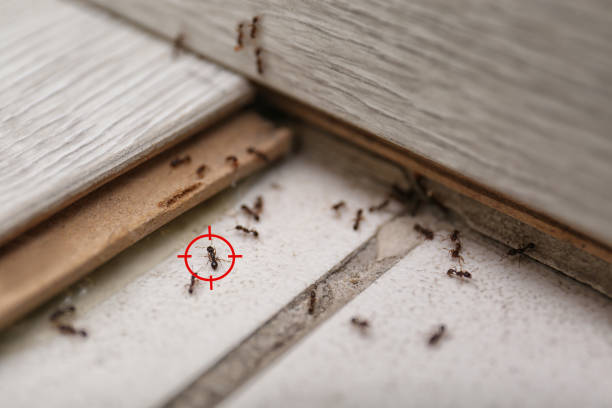 Best Flea Control Services  in Donalsonville, GA