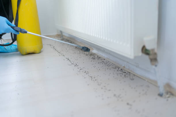 Best Local Pest Control Services  in Donalsonville, GA